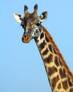 Maasai giraffe, Maasai Mara Game Reserve, Kenya Royalty Free Stock Photo