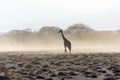 Maasai giraffes Giraffa tippelskirchi near Lake Natron, East Africa, August 2017, Northern Tanzania