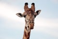 Maasai Or Kilimanjaro Giraffe Portrait Kenya Africa
