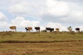 Maasai man hearding livestock in Ngorongoro Royalty Free Stock Photo