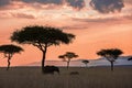 Maasai Mara sunset landscape Royalty Free Stock Photo