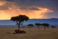 Maasai Mara sunset landscape Royalty Free Stock Photo