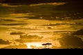 Maasai Mara sunset with tree silhouette Royalty Free Stock Photo