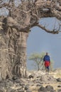 Maasai warrior with a goat under a large baobab tree