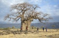 Maasai warriors at a huge baobab tree