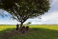 Maasai woman, female teacher teaching young African kids sitting under Acacia tree as outdoor school in Tanzania, East Africa
