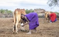 Maasai woman milking her cow