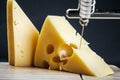 Maasdam cheese is cut on a special Board for cutting Royalty Free Stock Photo