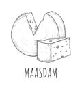 Maasdam cheese dairy product food sketch isolated