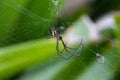 Mabel Orchard Spider Royalty Free Stock Photo