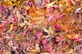 Mable leaf red on the ground Royalty Free Stock Photo