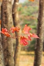 Mable leaf red in the nature