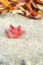 Mable leaf red on the road.