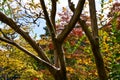 Mable trees in the forest. Autumn in the park. Maple trees in the public park. Royalty Free Stock Photo