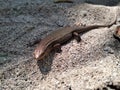 Mabuya lizard