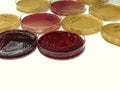 Mac Conkey agar in Petri dish, Selective isolation of Enterobacteriaceae and Escherichia coli. Culture medium for bacteria.