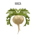 Maca ayurvedic medicinal herb . Root vegetable medicinal plant