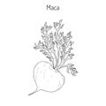 Maca Lepidium meyenii peruvian superfood. Royalty Free Stock Photo