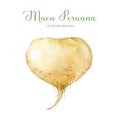 Maca peruana fresh root watercolor illustration. Hand drawn Lepidium meyenii medicinal healthy plant. Maca organic root