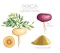 Maca Peruvian superfood Royalty Free Stock Photo