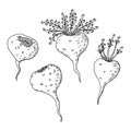 Maca root Lepidium meyenii, Peruvian ginseng. Hand drawi sketch Royalty Free Stock Photo
