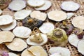 Maca root slices drying on bamboo tray