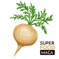 Maca vector icon.