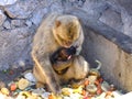 Macac monkey with baby Royalty Free Stock Photo