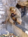 Macac monkey with baby Royalty Free Stock Photo