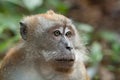 Macaca fascicularis Royalty Free Stock Photo