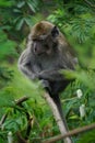 Macaca fascicularis (Monyet kra, monyet ekor panjang, long-tailed macaque, crab-eating monkey) on the tree.