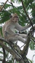 Macaca fascicularis (Monyet kra, monyet ekor panjang, long-tailed macaque, crab-eating monkey) on the tree.