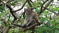 Macaca fascicularis (Monyet kra, monyet ekor panjang, long-tailed macaque, crab-eating monkey) on the tree.