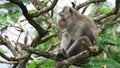 Macaca fascicularis (Monyet kra, monyet ekor panjang, long-tailed macaque, crab-eating monkey) on the tree.