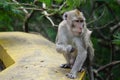 Macaca fascicularis (Monyet kra, monyet ekor panjang, long-tailed macaque, crab-eating monkey) on the tree.