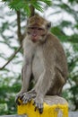 Macaca fascicularis (Monyet kra, monyet ekor panjang, long-tailed macaque, crab-eating monkey) on the tree. Royalty Free Stock Photo