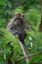 Macaca fascicularis (Monyet kra, monyet ekor panjang, long-tailed macaque, crab-eating monkey) on the tree. Royalty Free Stock Photo