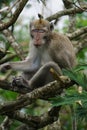 Macaca fascicularis (Monyet kra, monyet ekor panjang, long-tailed macaque, crab-eating monkey) on the tree. Royalty Free Stock Photo