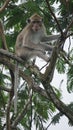 Macaca fascicularis (Monyet kra, monyet ekor panjang, long-tailed macaque, crab-eating monkey) on the tree. Royalty Free Stock Photo