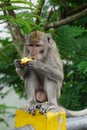 Macaca fascicularis (Monyet kra, monyet ekor panjang, long-tailed macaque, crab-eating monkey) on the tree.