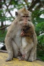 Macaca fascicularis (Monyet kra, monyet ekor panjang, long-tailed macaque, crab-eating monkey) on the tree.