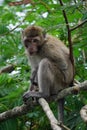Macaca fascicularis (Monyet kra, monyet ekor panjang, long-tailed macaque, crab-eating monkey) on the tree. Royalty Free Stock Photo