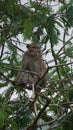 Macaca fascicularis (Monyet kra, monyet ekor panjang, long-tailed macaque, crab-eating monkey) on the tree. Royalty Free Stock Photo