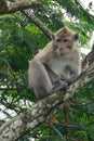 Macaca fascicularis (Monyet kra, monyet ekor panjang, long-tailed macaque, crab-eating monkey) on the tree. Royalty Free Stock Photo