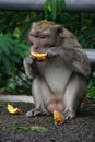 Macaca fascicularis (Monyet kra, monyet ekor panjang, long-tailed macaque, crab-eating monkey) on the tree.