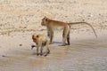 Macaca fascicularis. Two crab monkeys on the beach eating fish Royalty Free Stock Photo