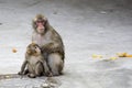 Macaca fuscata grey japanese monkey