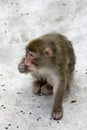 Macaca fuscata grey japanese monkey Royalty Free Stock Photo