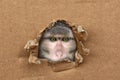 Macaca fuscata, Japanese macaque, cardboard form, craft paper, a hole , brown northern monkey, concept of conducting medical