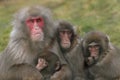 Macaca fuscata, Japanese macaque, snow monkey grooming, posing